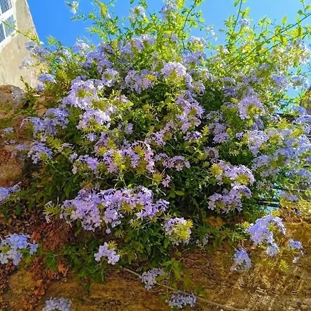 דירה Walls Sea View *